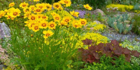 Kdy a jak zasadit semena coreopsis pro sazenice